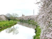 元荒川桜堤